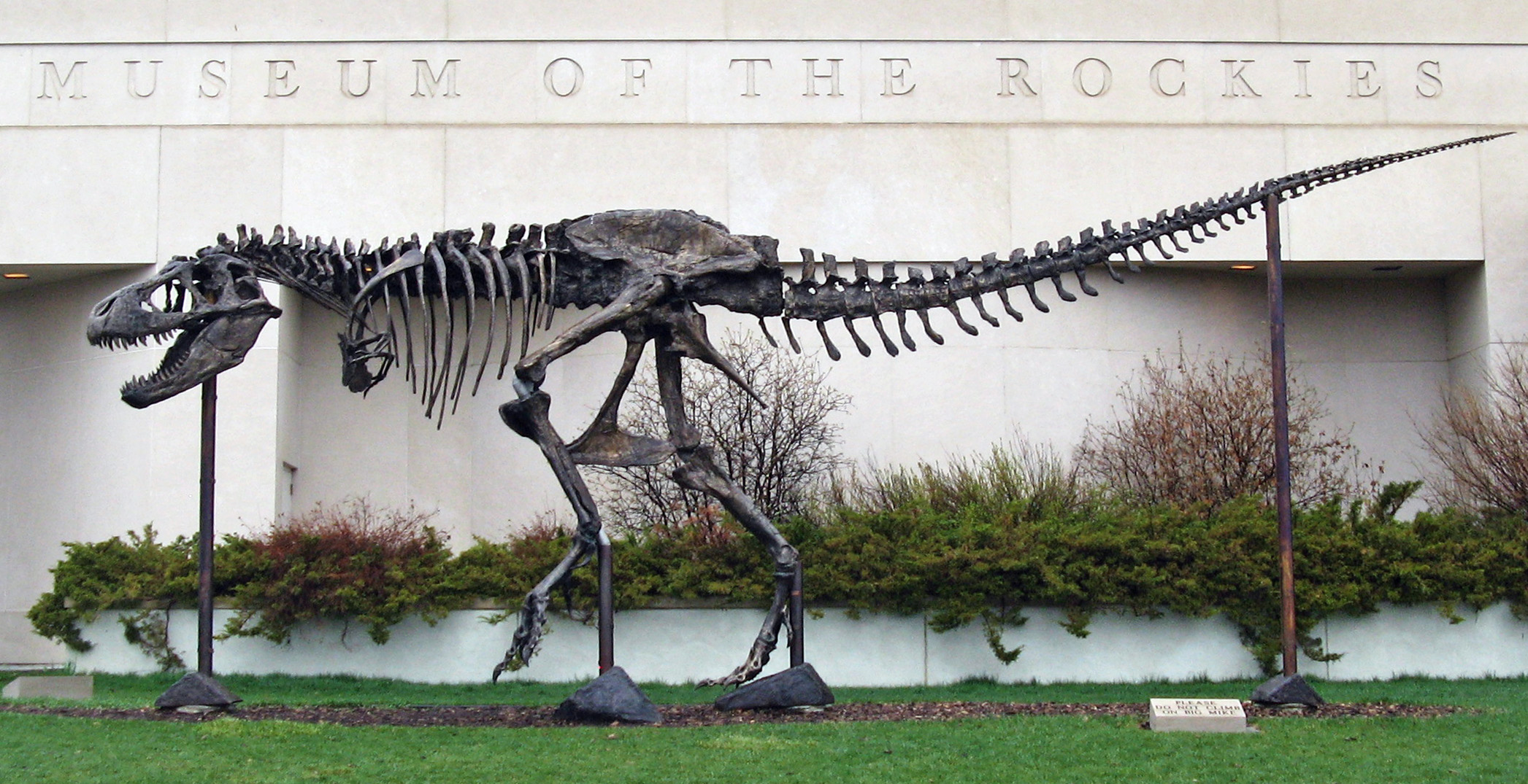 museum of the rockies t rex