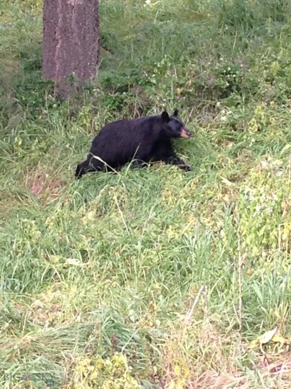 189 Quinn Creek Road, Bozeman MT 59715