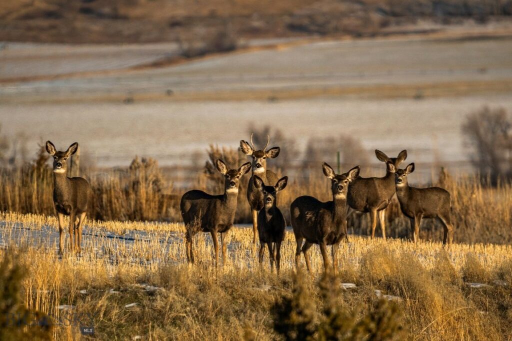 3427 Axtell Anceny Road, Bozeman MT 59718