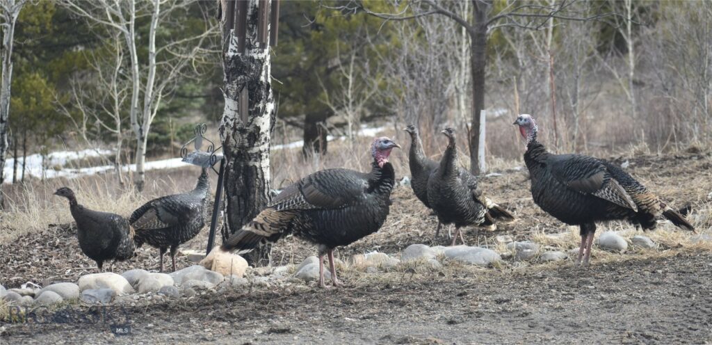 770 Mountain Moose Road, Bozeman MT 59715