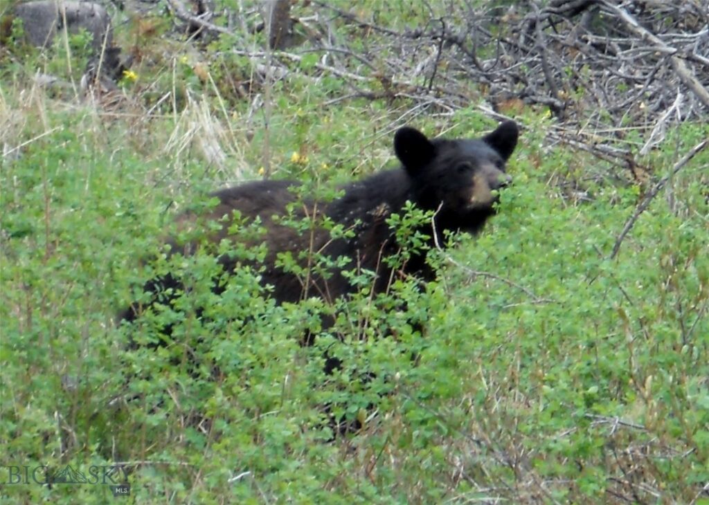770 Mountain Moose Road, Bozeman MT 59715
