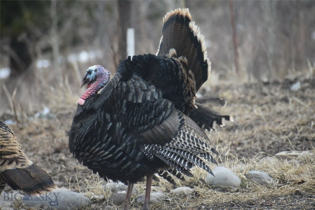 770 Mountain Moose Road, Bozeman MT 59715