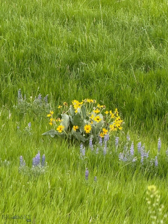 855 Deer Path, Bozeman MT 59718