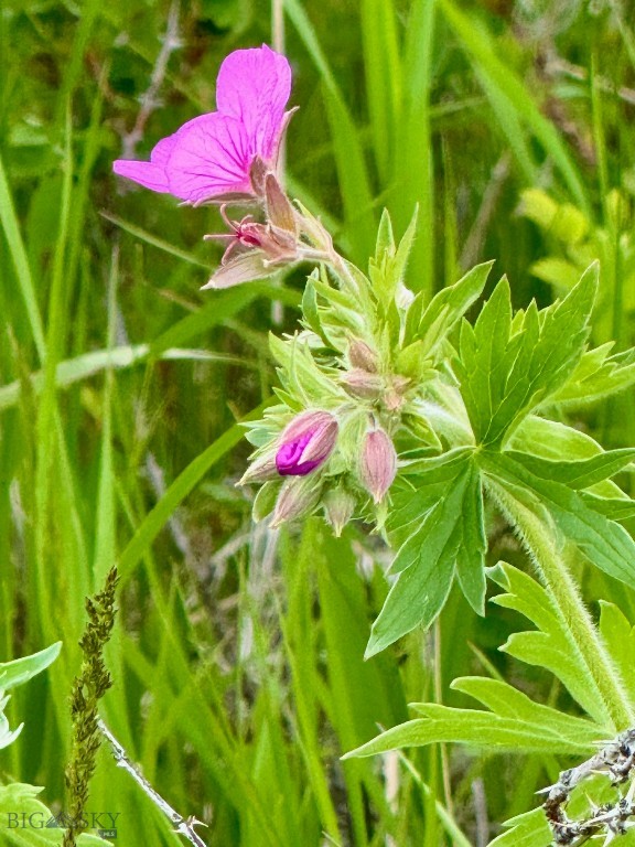 855 Deer Path, Bozeman MT 59718