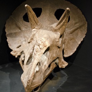 An adult Triceratops horridus