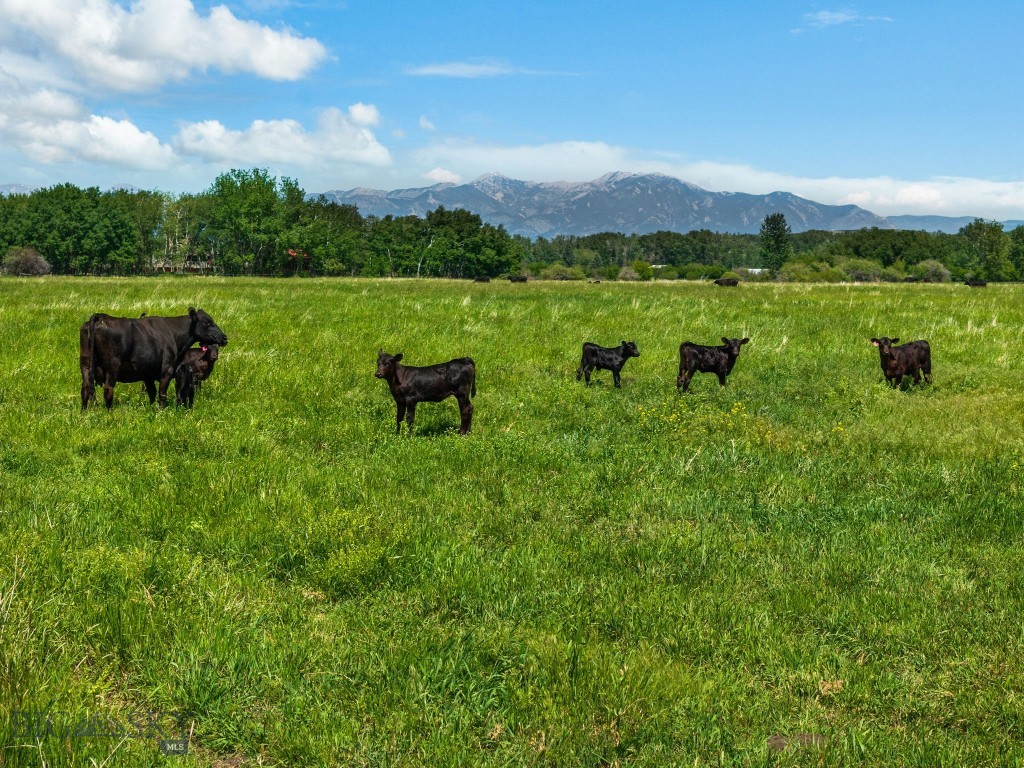 NHN Cottontail Road, Bozeman MT 59718