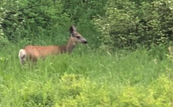 9775 Bridger Canyon Road, Bozeman MT 59715