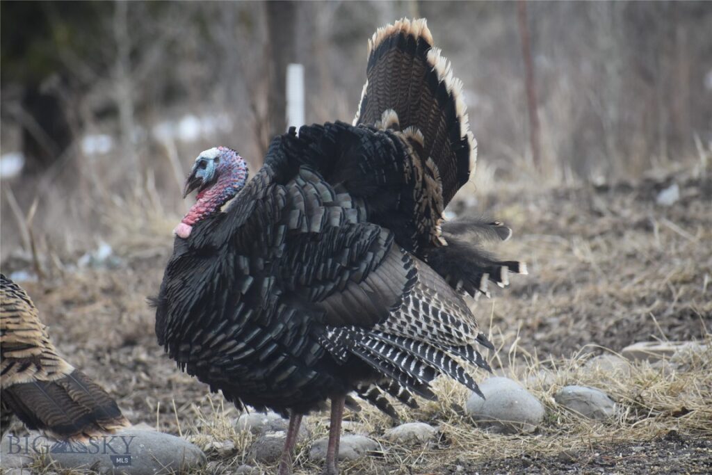 770 Mountain Moose Road, Bozeman MT 59715