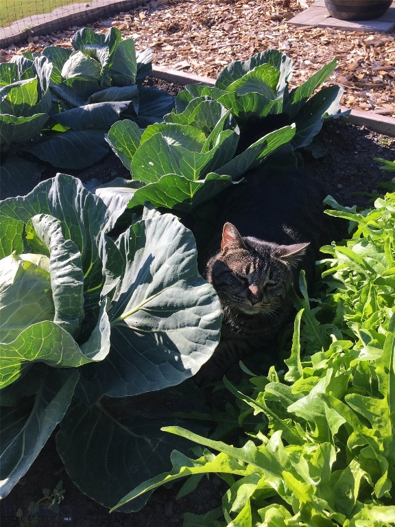 3227 Shooting Star Lane, Bozeman MT 59715