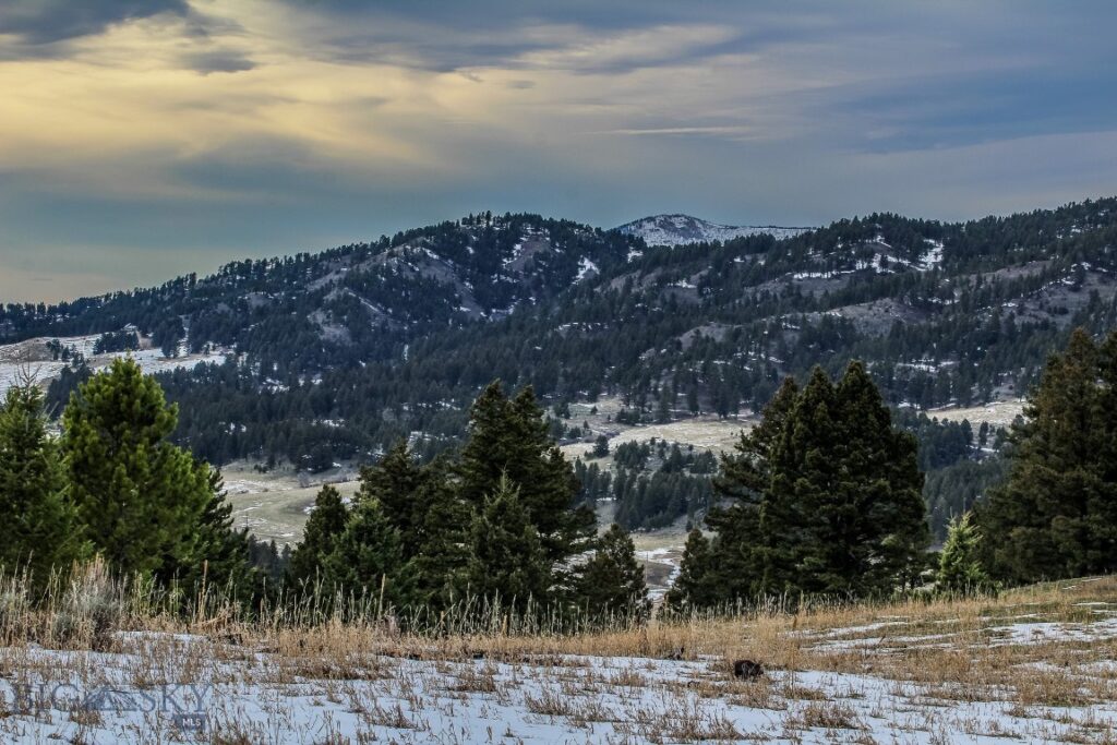 , Bozeman MT 59715