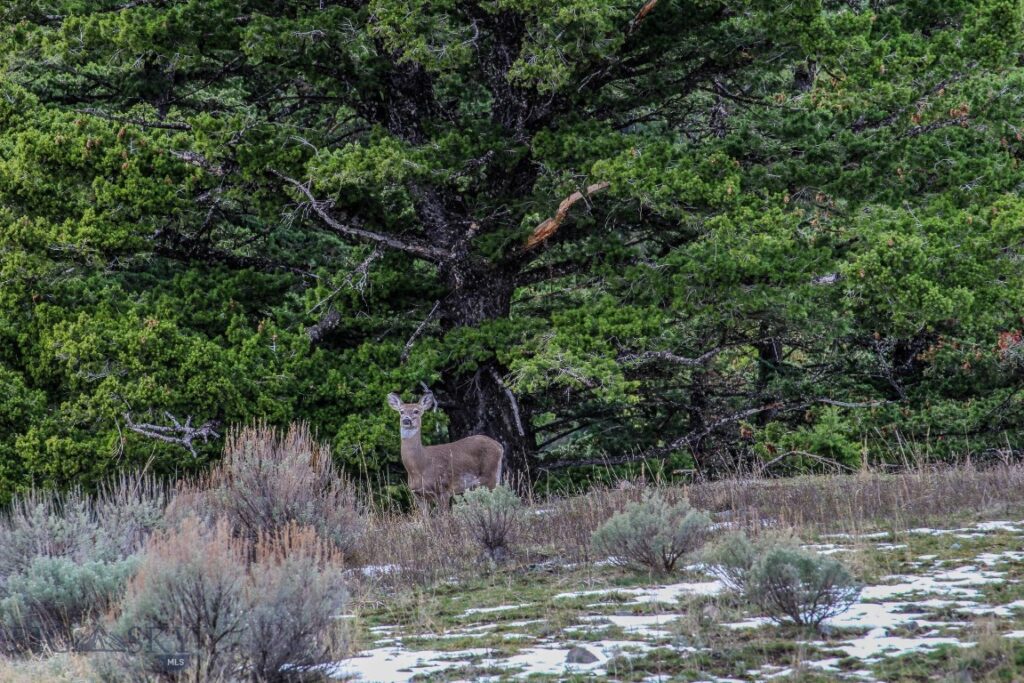 , Bozeman MT 59715