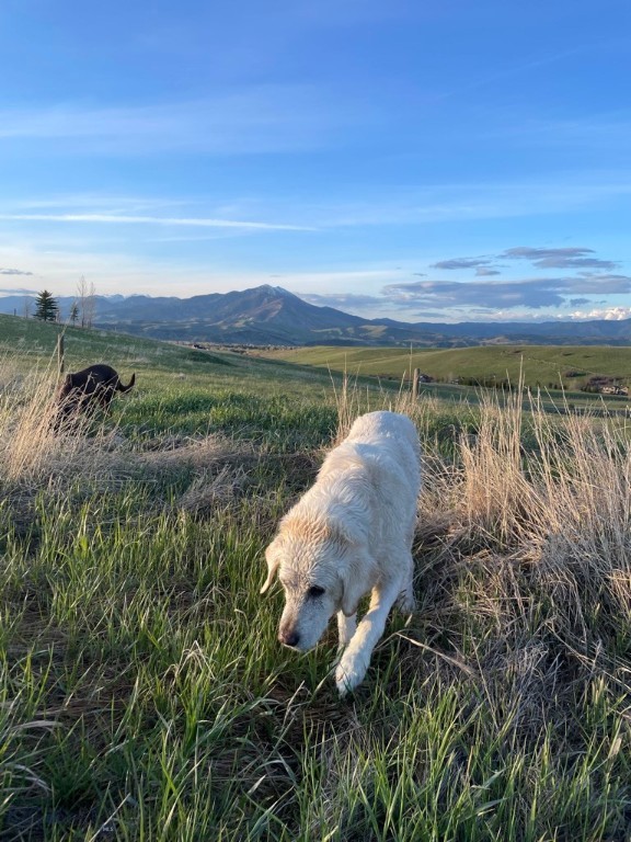 TBD Jack Leg Lane, Bozeman MT 59715