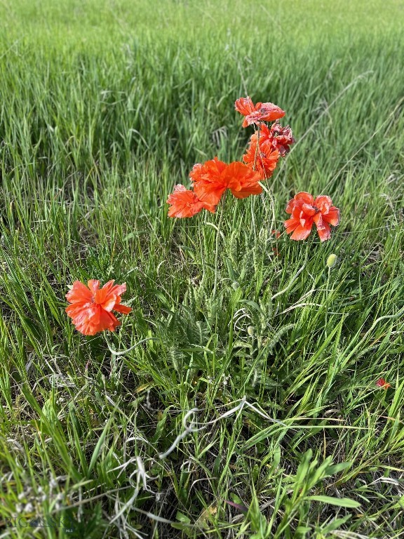 TBD Johnson Road, Bozeman MT 59718