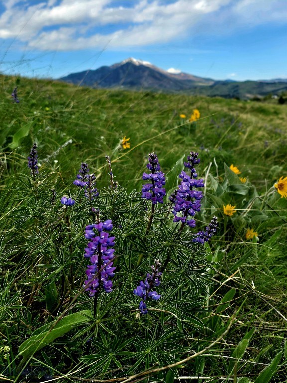 TBD Lot 24 Sandhill, Bozeman MT 59718