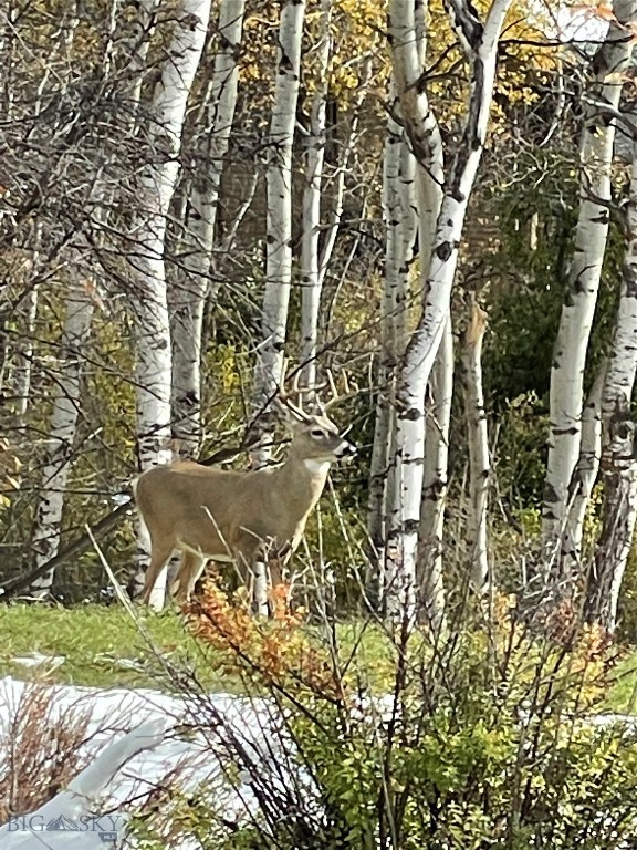 TBD Spring Creek Drive, Bozeman MT 59715