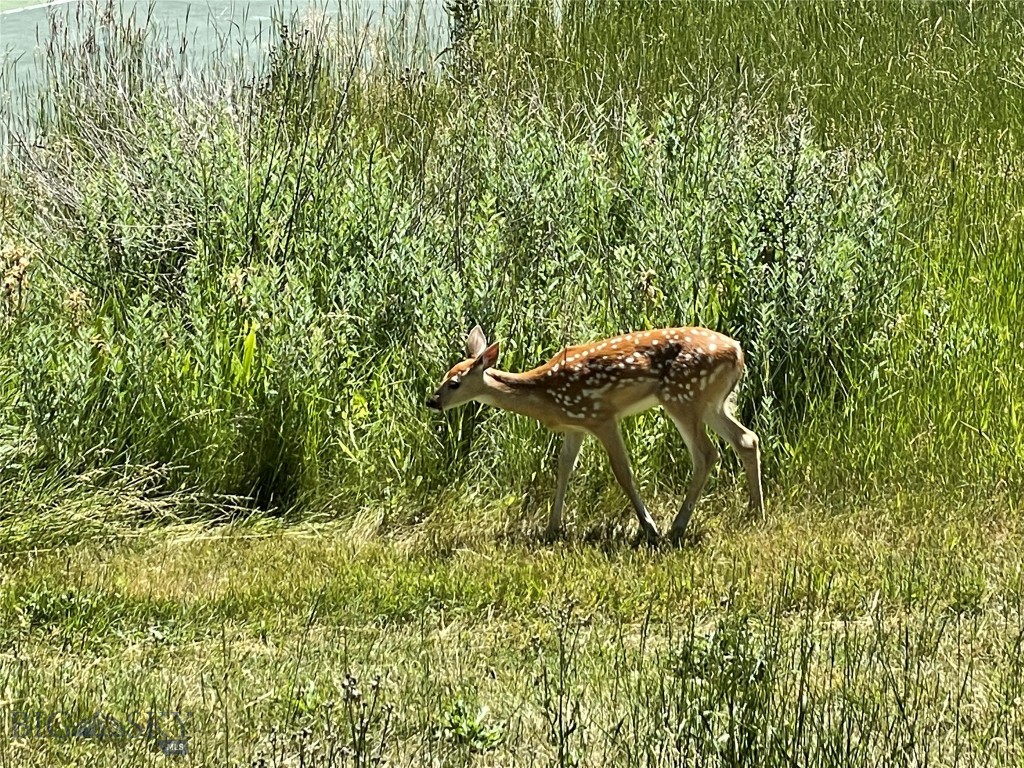 TBD Spring Creek Drive, Bozeman MT 59715