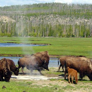 yellowstone-national-park-02